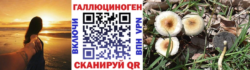 Галлюциногенные грибы Psilocybine cubensis  купить закладку  Донецк 